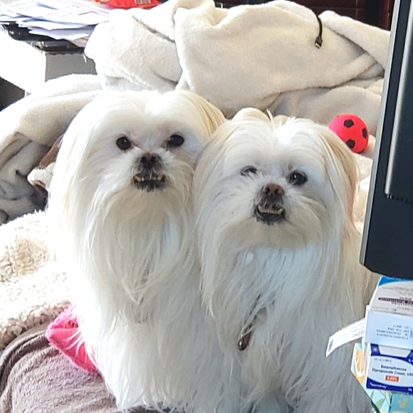 Meet your Posher, Sheri - Picture 1 of 1